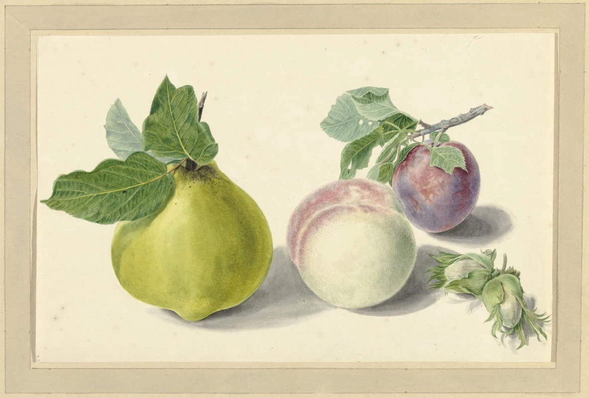 Una pera, una pesca, una prugna e delle noci - Rijks Museum, Amsterdam
